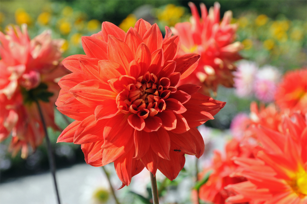 Großaufnahme der orange-roten Blüte einer Dahlien-Hybride im Freien im Blumenhandel